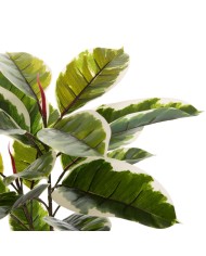 ΔΙΑΚΟΣΜΗΤΙΚΟ ΣΥΝΘΕΤΙΚΟ ΦΥΤΟ HM7972 OAK LEAF ΣΕ ΓΛΑΣΤΡΑ 85Υεκ.